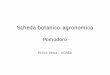 Pomodoro - .The Tomato Crop edited by J.G. Atherton and J.Rudich, ... -tondo; - a peretta;-ovale