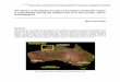 The Gwion or Bradshaw art style of Australia’s Kimberley ...blogs.univ-tlse2.fr/.../files/2013/.../articles/AUS3_Donaldson.pdf · sequence of Kimberley rock art, ... overlies “Gwion-style”
