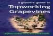 First published April 2004 © 2008 Phylloxera & Grape ... · Phylloxera & Grape Industry Board of South Australia. ... A top-working exercise should therefore ... these are already
