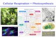 Cellular Respiration + Photosynthesis - websites.rcc.eduwebsites.rcc.edu/thaler/files/2016/09/Chapter6-7.pdf · Cellular Respiration . O. 2 . O. 2 . CO. 2 . CO. 2 . It takes about