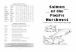 ALEVIN HABITAT CHINOOK HATCHERY CHUM LARVA …sisseattle.org/wp-content/uploads/salmon_book_11X17.pdf · Larva Generation Habitat ... Plants, too, get food from dead salmon as they