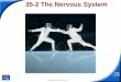 35-2 The Nervous Systemmrgregorsclasssite.weebly.com/.../38412115/nervous_system_35_2_a… · of the autonomic nervous system? Title: Biology Author: Hendry, Grant K. (ED16) Created