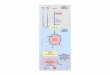 No Slide Title · Stoichiometry Of Coenzyme Reduction and ATP Formation in the Aerobic Oxidation Of Glucose via Glycolysis, the pyruvate Dehydrogenase Reaction, the Citric Acid Cycle,
