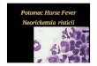 Potomac Horse Fever Neorickettsia risticii - NICUvetnicuvet.com/nicuvet/Equine-Perinatoloy/Lecture Notes/Slides/Potomac... · Neorickettsia risticii infection in horses has been referred