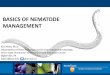 Basics of nematode management - AGNR Researchagresearch.umd.edu/sites/agresearch.umd.edu/files/_docs/locations... · BASICS OF NEMATODE MANAGEMENT Kari Peter, Ph.D. Department of