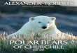 POLAR BEARS - alexanderroberts.com · polar bear capital. ... exploring the waters of the Churchill River and Hudson Bay. ... polar bears and beluga whales that you’ve already
