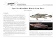 VI Species Profile: Black Sea Bass - agrilifecdn.tamu.eduagrilifecdn.tamu.edu/.../2013/09/...Species-Profile-Black-Sea-Bass.pdf · a valuable marine finfish also known as blackfish,