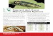 Emerald Ash Borer Management Options EmeraldAshBorer Re… · The emerald ash borer (EAB) is an exotic insect that is destructive to ash trees (Fraxinus species). It is considered