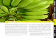 5 Banana Market - IISD · SSI Review 2014 | 97 . 5 Banana Market. Bananas are the world’s most popular fruit and one of the world’s most important staple foods, along with rice,