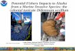 Potential Fishery Impacts to Alaska from a Marine Invasive ... · from a Marine Invasive Species: the colonial tunicate Didemnum vexillum Linda Shaw, ... Heather Mueret- Woody, Linda
