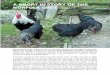 A SSHHOORRTT HHIISSTTOORRYY OOFF TTHHEE … · In 1974 Andrew Bowden took the original cock and two of the original hens to Wilf Allen, noted poultry expert and writer, someone who