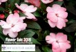 Flower Sale 2018 Fundraiser for Downers Grove Troop 89 · Combo #1 Pink & White Calibrachoa, Verbena, & ... (Dwarf Mixed or Tall Mixed) ... payable to Boy Scout Troop 89