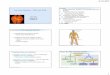 NVC Bio105 lect10 nervousII - Napa Valley College 105 Lectures... · Autonomic Nervous System Autonomic Nervous System is divided into two systems: ... Microsoft PowerPoint - NVC_Bio105_lect10_nervousII