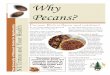 Pecans? Why - The Center for Agroforestry · Pecans? for choices food healthy consider you As nuts ... The Pecan Store) ... Preparing and storing pecans