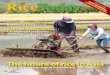 The future of rice in Asia - adron.sr · NEWS Rice Today July-September 2006 5 New evidence is emerging that climate change could reduce not only the world’s ability to produce