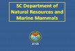 SC Department of Natural Resources and Marine … · NOAA Dolphin Research NOAA/NOS/CCEHBR •Bottlenose Dolphin Health & Risk Assessment Project – screening assessment 2003–2015