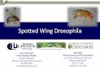 Spotted Wing Drosophila - University of Missouri …extension.missouri.edu/jefferson/documents/SWD update.pdf · Spotted Wing Drosophila ... Need to detect presence of ovipositor