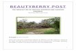 BEAUTYBERRY POST - My Lake Alfredmylakealfred.com/wp-content/uploads/BP-Nov-Dec-2017-final.pdf · land, the flora, and the fauna that ... conducted for both children and adults might