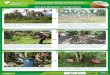 Sustainable Copra Production - ra-training-library.s3 ... Flipchart... · Sustainable Copra Production Weeds can develop resistance against herbicides, and herbicide destroys the