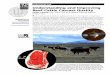 Understanding and Improving Beef Cattle Carcass Quality · Marbling grades, not quality grades, are determined through visual observation of the carcass. Then, based on the marbling