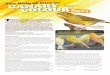 t in a Ry - Wombaroo Colour Part 1 - Yellow Factor.pdf · determine the value of supplementing carotenoids into a dry seed diet. We measured carotenoid levels in the seed, the bird’s