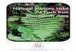 Natural History Hike At Fork Run At Fork Run … · At Fork Run At Fork Run Recreation AreaRecreation Area . 2 ... creating a distinctive sil-houette. ... Black birch is easily recognized