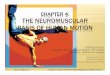 CHAPTER 4: THE NEUROMUSCULAR BASIS OF … · A typical spinal nerve ... Sensory, incoming (afferent) fibers Each spinal nerve is attached to spinal cord ... hamilton_12e_PPT_Ch4.ppt