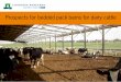 Prospects for bedded pack barns for dairy cattle · Prospects for bedded pack barns for dairy cattle. 4 ... Researcher for sustainable dairy farming systems. ... dairy farmers to