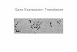 Gene Expression: Translation - University of .Gene Expression: Translation. ... •A gene can be