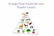 Energy Flow Pyramids and Trophic Levels · other trophic levels. •As a rule each trophic level receives only 10% from the ... Energy Flow Pyramids and Trophic Levels Author: Windows