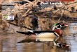 U.S. Fish & Wildlife Service Port Louisa National … · T. Davis Moist soil unit, Louisa division, S. Farwell Igniting a prescribed fire, USFWS Migrating shorebirds, waterfowl, 