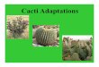 Cacti Adaptations - BCIbiocircuits.ucsd.edu/outreach/wp-content/uploads/2013/08/Cacti... · Roots • Spread out wide from the plant • Grow close to the ground’s surface • Collect
