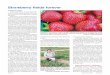Strawberry fields forever - rachelcooper.ca · Strawberry fields forever was hired to his position at the Research Centre. “I was still partway through my PhD, so I started taking