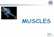 MUSCLES - UniBG · Fibers are multinucleated cells with peripheral nuclei: multiple ... Skeletal Muscle Voluntary muscles are ... and as a result, contracting pennate muscles do 
