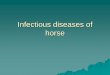 Infectious diseases of horse - Blog Universitas …blogs.unpad.ac.id/dwicipto/files/2011/06/Penyakit-Infeksious.pdf · cells of the uterus, CNS, testes, endocrinne organs, infection