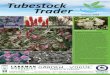 Tubestock Trader - Larkman Nurseries · Tubestock Trader Happy New Year to everyone and we hope you all ... Pandorea pandorana 'Golden Showers' Pandorea gold + white Sep-Nov $1.65