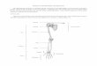 BONES OF THE APPENDICULAR SKELETON - · PDF fileThe appendicular skeleton is composed of the 126 bones of the appendages and the pectoral and pelvic girdles, which attach the limbs