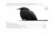 Homeopathic Trituration Proving of Corvus Caurinus ... · Homeopathic Trituration Proving of Corvus Caurinus (Northwestern Crow) Struggling to Come to Terms with Mortality: Navigating