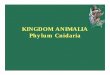 KINGDOM ANIMALIA Phylum Cnidaria - Blue Valley … · KINGDOM ANIMALIA Phylum Cnidaria. Phylum Cnidaria The phylum name comes from Cnidaria, the Greek word for nettle, a plant that