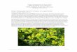 Oregon Department of Agriculture Plant Pest Risk … · 2014-07-23 · Oregon Department of Agriculture Plant Pest Risk Assessment for Oblong Spurge, Euphorbia oblongata 2008 (Revised