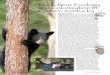 Black Bear Ecology and Colonization in Eastern Kentucky for Web/pg4 … · 4 Kentucky Woodlands Magazine Volume 2 Issue 3 By David S. Maehr W hen Daniel Boone led settlers through