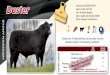 Duster Oakchurch DUSTER M109 - genusbreeding.co.uk · 7 And that’s through a combination of expert selection and the most reliable calving data. Our beef development manager, Arwel