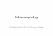 Pollenmorphology& - EAACI.org morphology - Matt Smith Carmen... · morphology”#for#the#European#Course#on#Basic#Aerobiology. Pollenmorphology& Dr#Ma#Smith#&#Prof#Carmen# Galán#