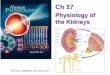 Physiology of the Kidneys - Las Positas Collegelpc1.clpccd.cc.ca.us/LPC/Zingg/Physio1/FS16 lects/Ch17... · 2016-11-15 · • List and describe the 4 major functions of the kidneys