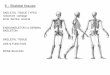 6 - Skeletal tissues - ITS - Boston College · 6 - Skeletal tissues SKELETAL TISSUE TYPES ... components of skeletal tissues? Q: What are skeletal tissue made of? ... various arm