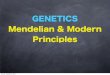 GENETICS Mendelian & Modern Principles · • Notice that Mendel’s Model lends itself to speciﬁc ... • We compare the actual results and the expected results, ... genotypic