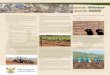 Ilima/Letsema Winter April to June 2009 - nda.agric.za add.pdf · Ilima/Letsema campaign ... Conducting situation analysis per province per Ilima/Letsema ... essential oils, hemp,