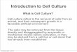 Introduction to Cell Culture - LUpriede.bf.lu.lv/grozs/Mikrobiologijas/Bioanalitika/Ziditaju shunu... · Introduction to Cell Culture What is Cell Culture? Cell culture refers to