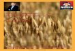 Quaker Symposium - Oat and Health 27MAR17 · Quaker Symposium Oats & Health: From ... Director R&D Nutrition Sciences Quaker Oats Center of Excellence PepsiCo R&D ... Oats Nutrition
