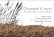 Ornamental Grasses - canr.msu.edu€¦ · Ornamental Grasses Dr. Art Cameron Professor of Horticulture Director, Horticulture Gardens Michigan State University and other deer -resistant